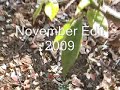 Trampoline Edit- November, 2009
