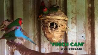 Finch Cam (take 2)