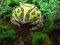 My Green Pacman Eating a Cricket!