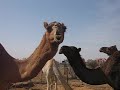 STUPID LOOKING CAMEL