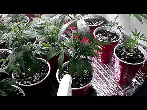 how to get rid spider mites