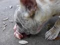 Preparing raw dog food for our pack