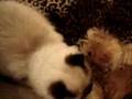 Himalayan VS. Brussels Griffon Part 1