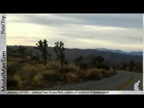 how to replant a joshua tree