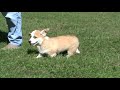 Sidney-Wendy Puppies