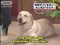 Kinako - Goofy Police Dog At Her Own Book Signing