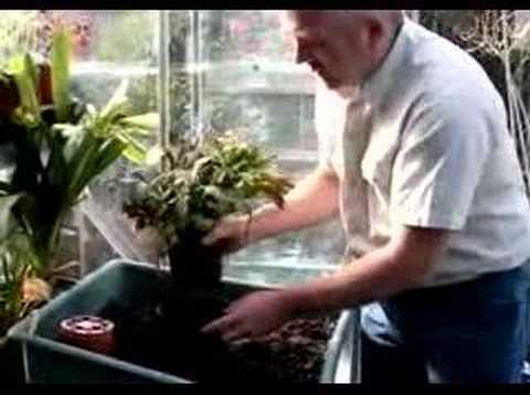 Hoggywart - Potted plants of all kinds, whether in the house, greenhouse or outside, need potting on eventually. There are several reasons, the most obvious being that t...