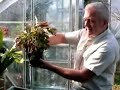 Repotting Plants