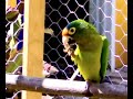 paco come galleta