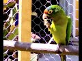 paco come galleta
