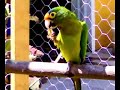 paco come galleta