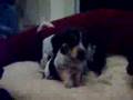 Brenda's Babies 2