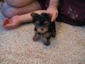 Tiny Teacup Yorkie - www.yorkiecuties.com - video #4