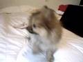 Pomerania manolo dog