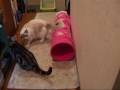 本気で怒ると怖いよ～猫　When I am angry seriously, I am fierce.