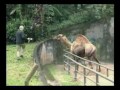 Passeio Animal - Dromedário