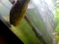 my mbu puffer 2
