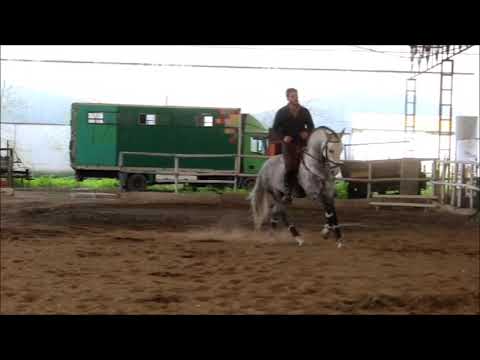 Spanischer reiter sm ❱❱Spanischer Reiter