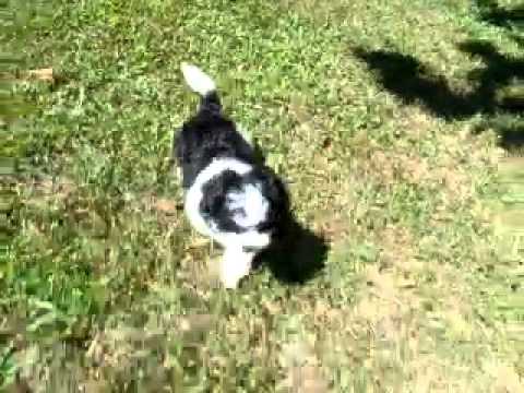 Oreo..Shih Poo Sweetheart!!