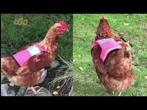 Unit 131 Fashionable Chickens Wearing Bright Pink Vests is the Cutest Thing Ever! Thumbnail