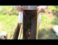 Beekeeping for beginners Part 10 bees, honey homesteading