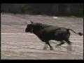 See to Believe: Azores: Bull on a Rope