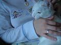 Jupiter the cat chattering