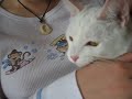 Jupiter the cat chattering