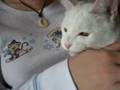 Jupiter the cat chattering