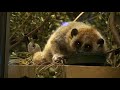 Philadelphia Zoo Pygmy Loris - World\ Philadelphia Zoo Pygmy Loris - World\
