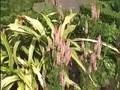 videos de Tropisch Vordenstein  21  Crinum