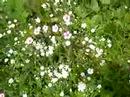 Lindas Wild Flower Garden !  6-25-2008