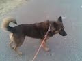 Dog Searching The Robr Man...2