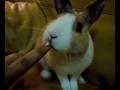 Raja..il mio coniglio ;)