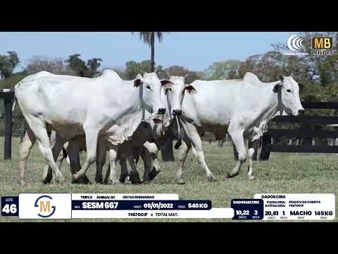 2� DE OLHO NA FAZENDA NELORE SESMARIAS
