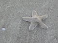 Amazing star fish at a Kerala beach ! Amazing star fish at a Kerala beach !