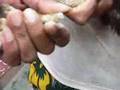 Cortauñas Manual