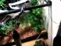 Jungle-Carpet-Python