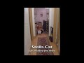 Stella Cat