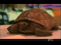 The Minor Accomplishments of Jackie Woodman - Peyote