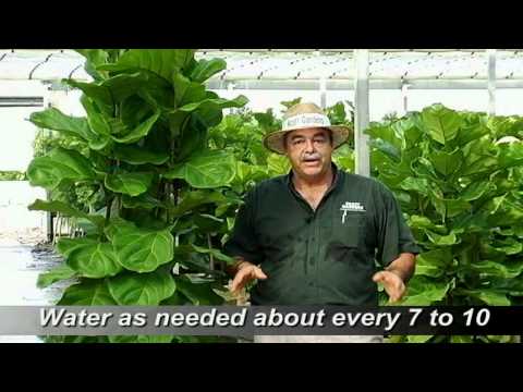 how to care for ficus lyrata