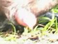 BSH -[Du bist Freund, Ich bin Feind]MSN:amstaff27@hotmail.de