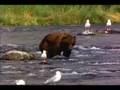 A thinking bear