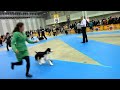 international dog show Chiba 2013 ESS