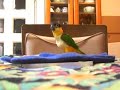 Black-Headed Caique that is crazy about camera [????]