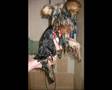Yorkshire Terrier video