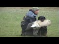 showdog in dogsport