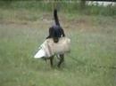 showdog in dogsport