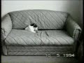 Gatos em apuros