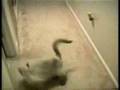 Gatos em apuros